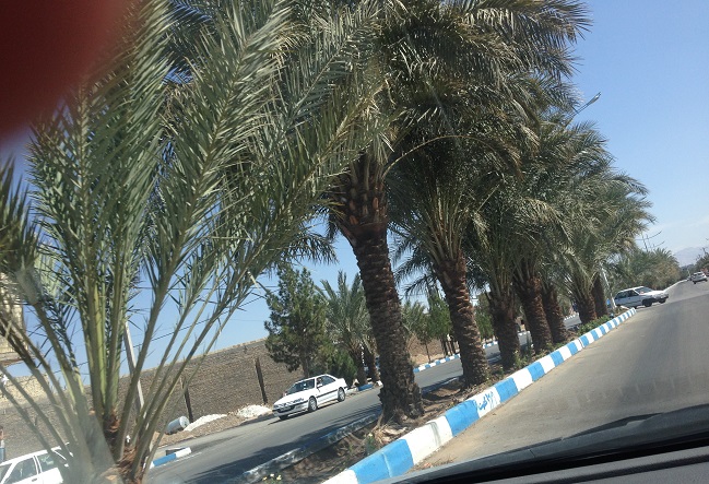 درختان نخل ورودی شهر بافق